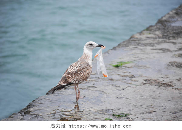 用塑料袋在老码头大海鸥